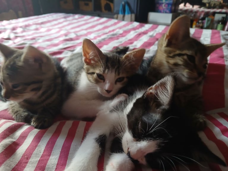 Beautiful kittens 