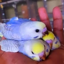 Baby budgies&new cage&food