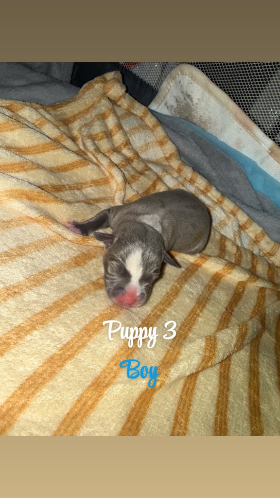 Staffordshire bull terrier puppies