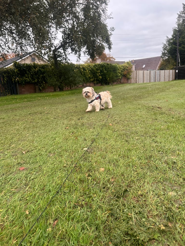 Lhasa Apso girl