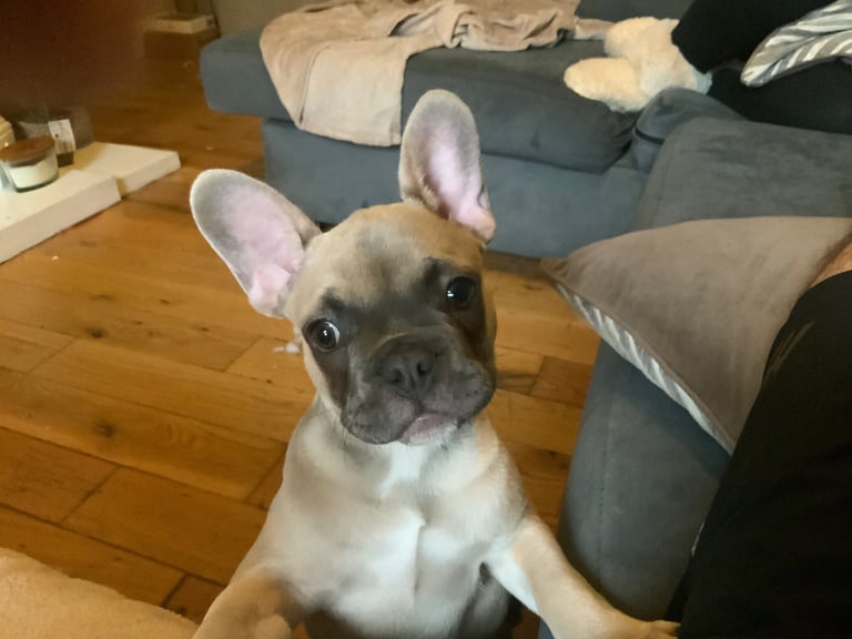 French bulldog