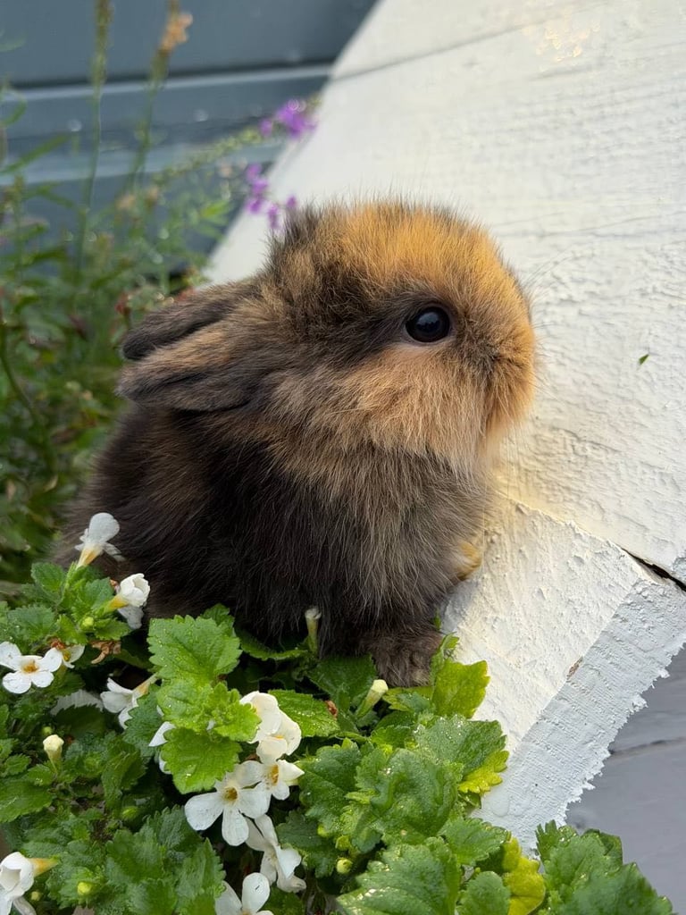Baby Rabbits 