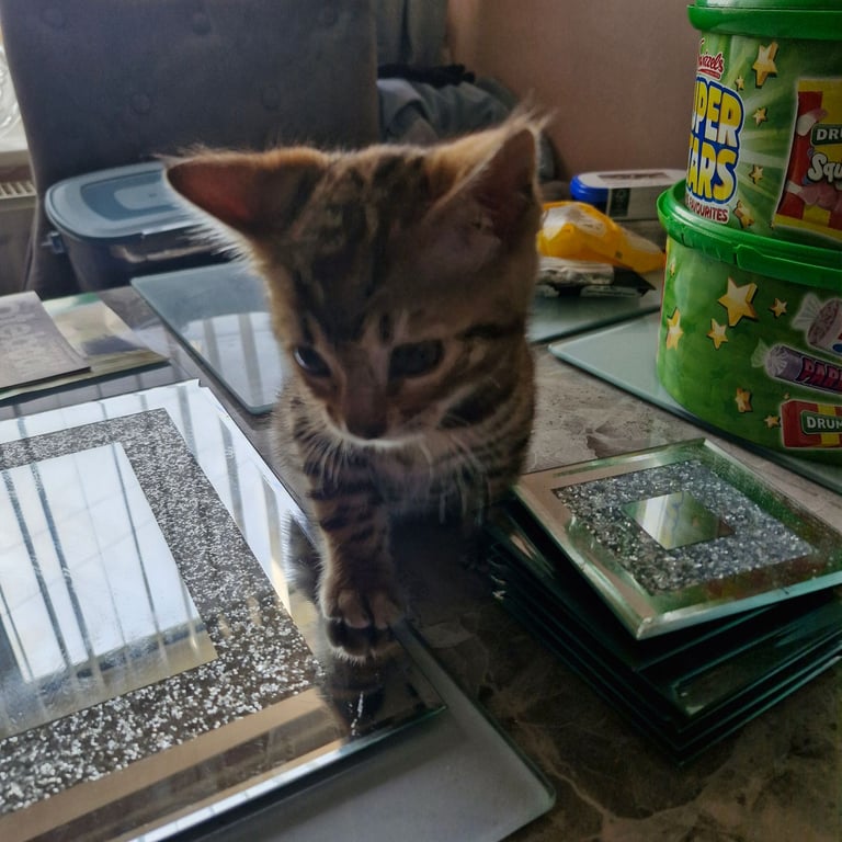 Bengal kitten 