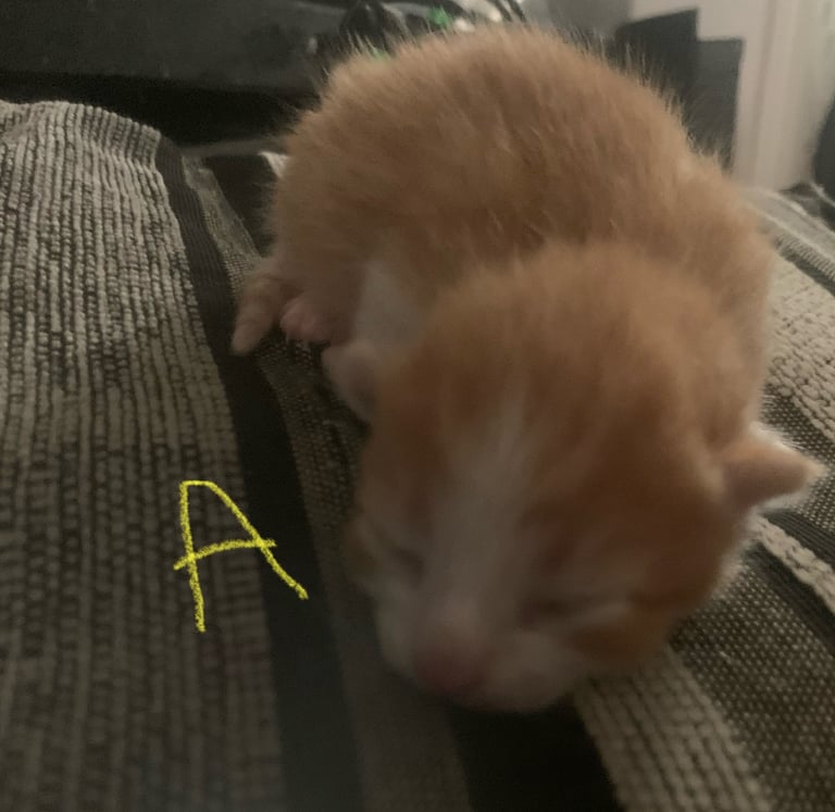 Looking for hot sale kittens for sale