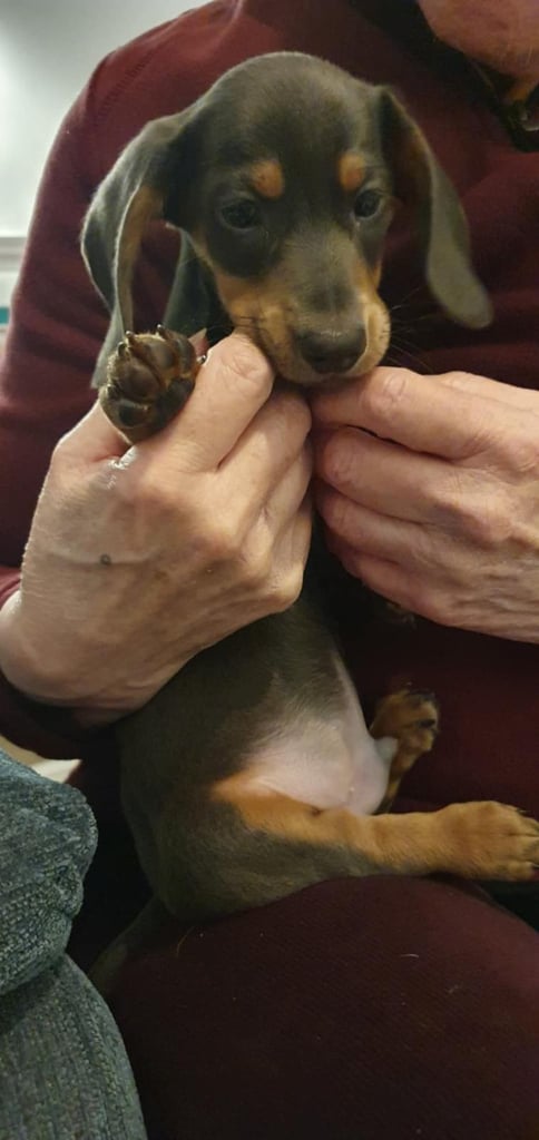Adorable 2-Month-Old Dachshund Puppy - Seeking Loving Home