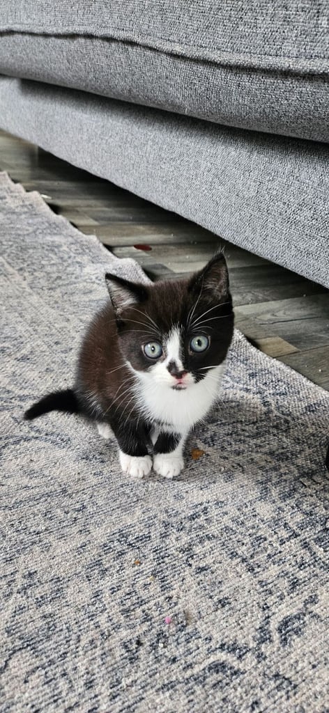 image for Kittens looging for home Only GIRL still available !!