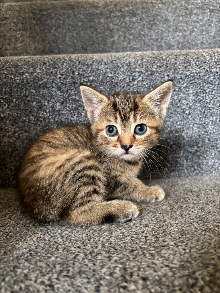 image for Two female kittens 