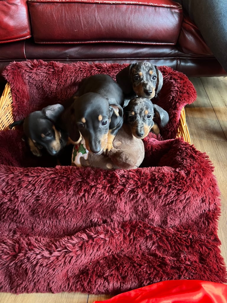 Dachshund puppies 🐶 
