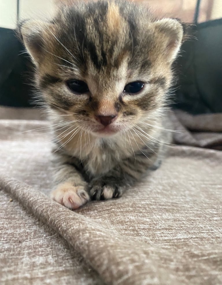 Kittens for Sale