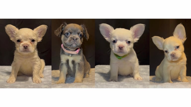 Ready Now! Fluffy French bulldog puppies