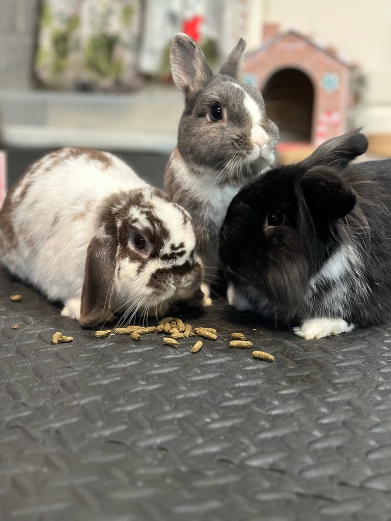 3 Fully bonded Male Bunnies - Mini lop Netherland Dwarf and Lionhead