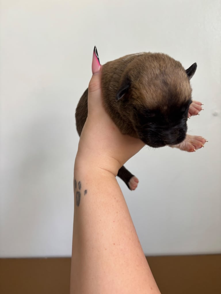 Bull-Herder for sale | 6 boys | 4 Girls