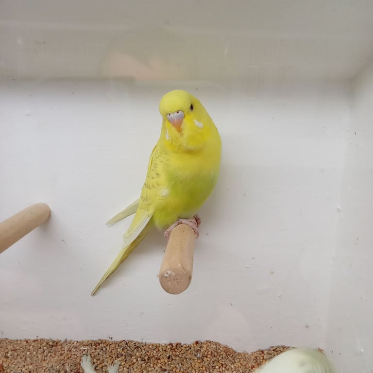 Nice young budgies for sale 