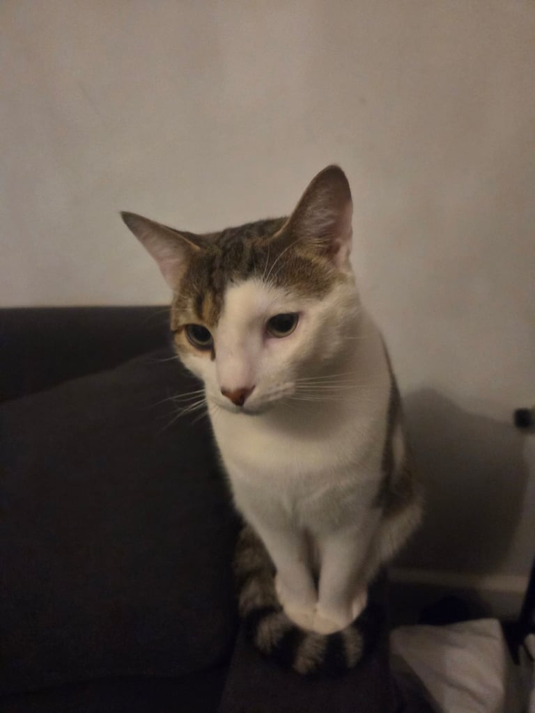 11 month old kitten for sale