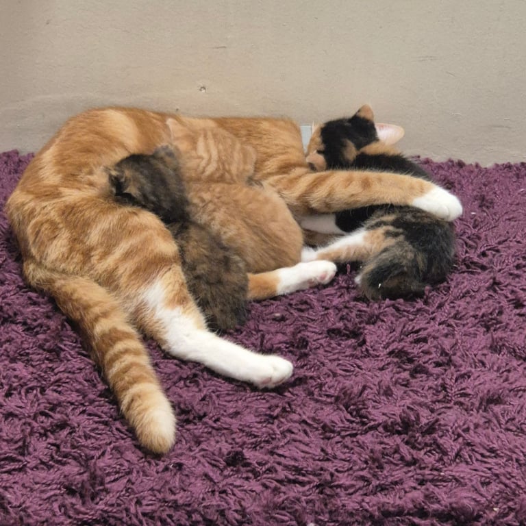 Gorgeous kittens for sale