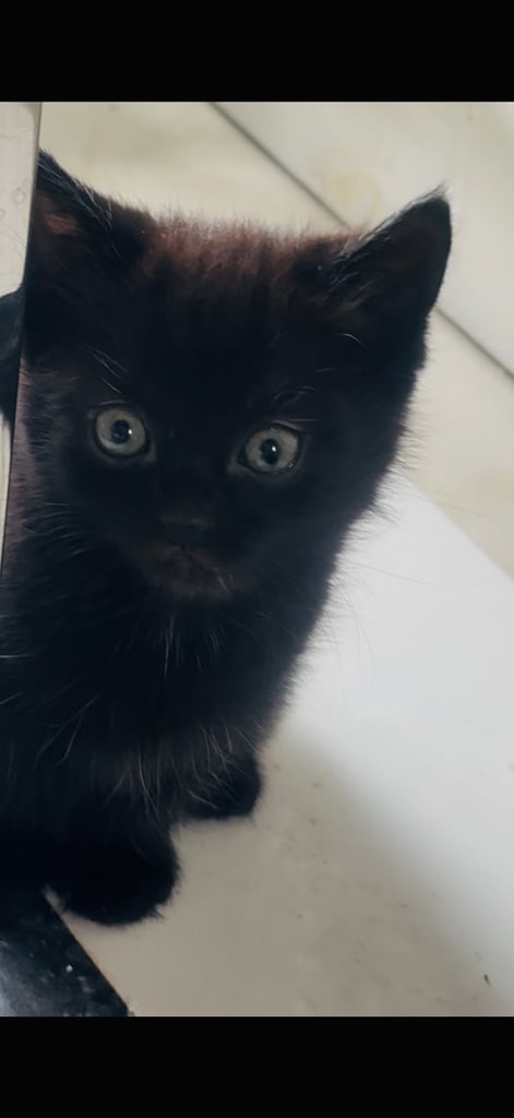 4 beautiful kittens ready to leave 