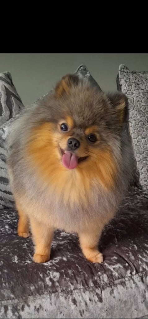 🧸 TOPQUILITY RARE POMERANIAN PUPPIE'S 🧸
