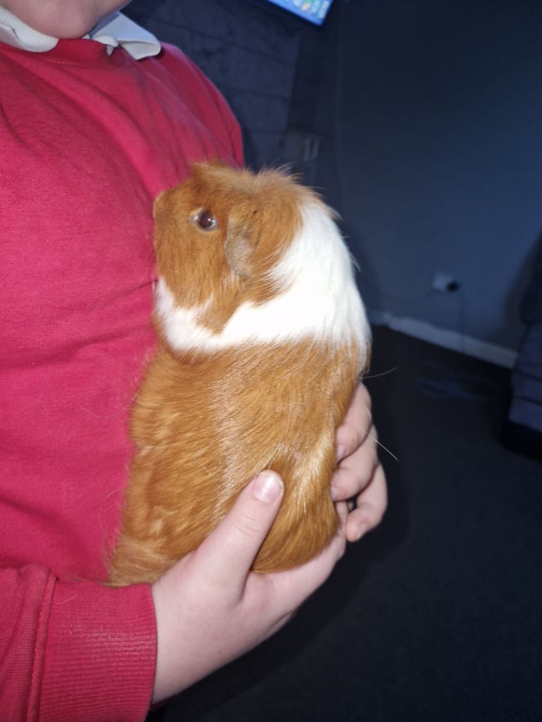 2 male guinnea pigs