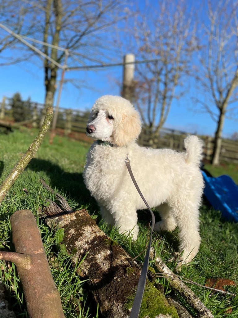 Standard Poodle pups
