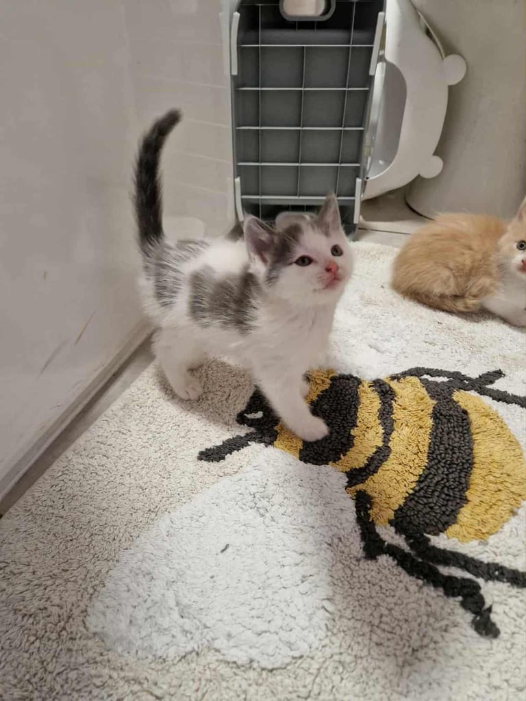 Ragdoll x Calico Kittens