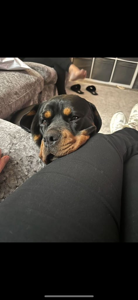Beautiful rottweiler 