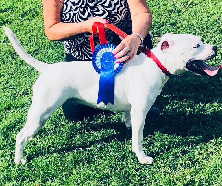 Staffordshire x English bull terrier puppy’s 