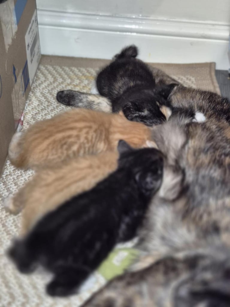 And pets in Castleford, West Yorkshire Pets Gumtree