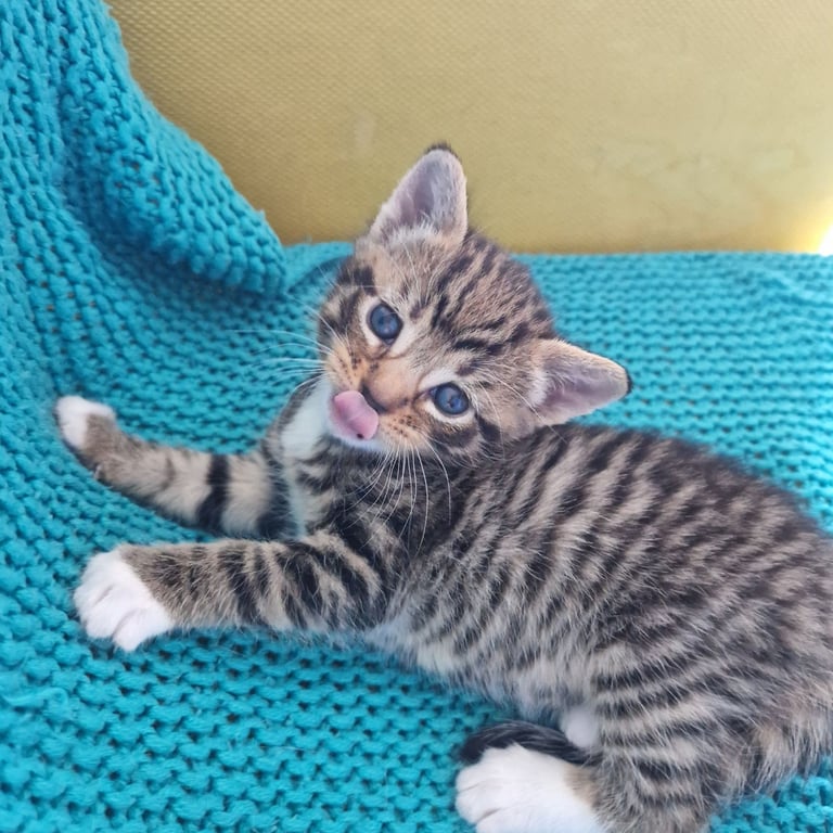 image for 💛 7 Gorgeous kittens looking for their new home 💛