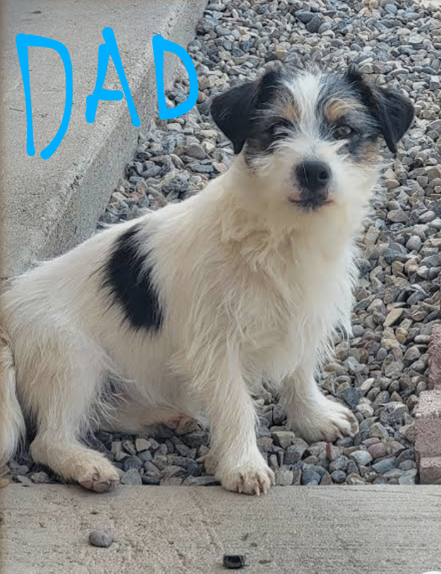 Beautiful jack Russell puppies 