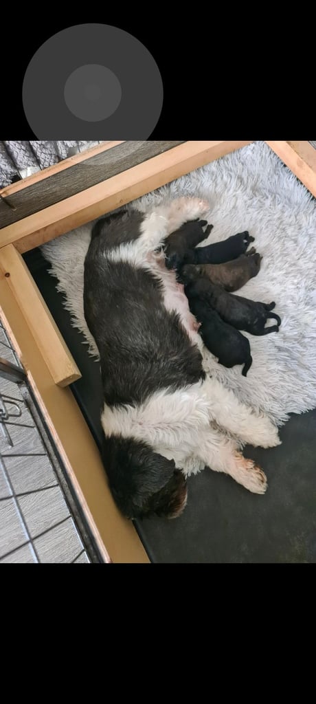 Shihtzu x toy poodle pups