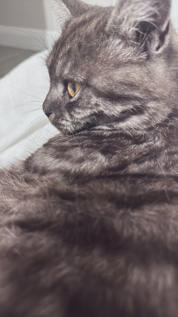 6 month old kitten 