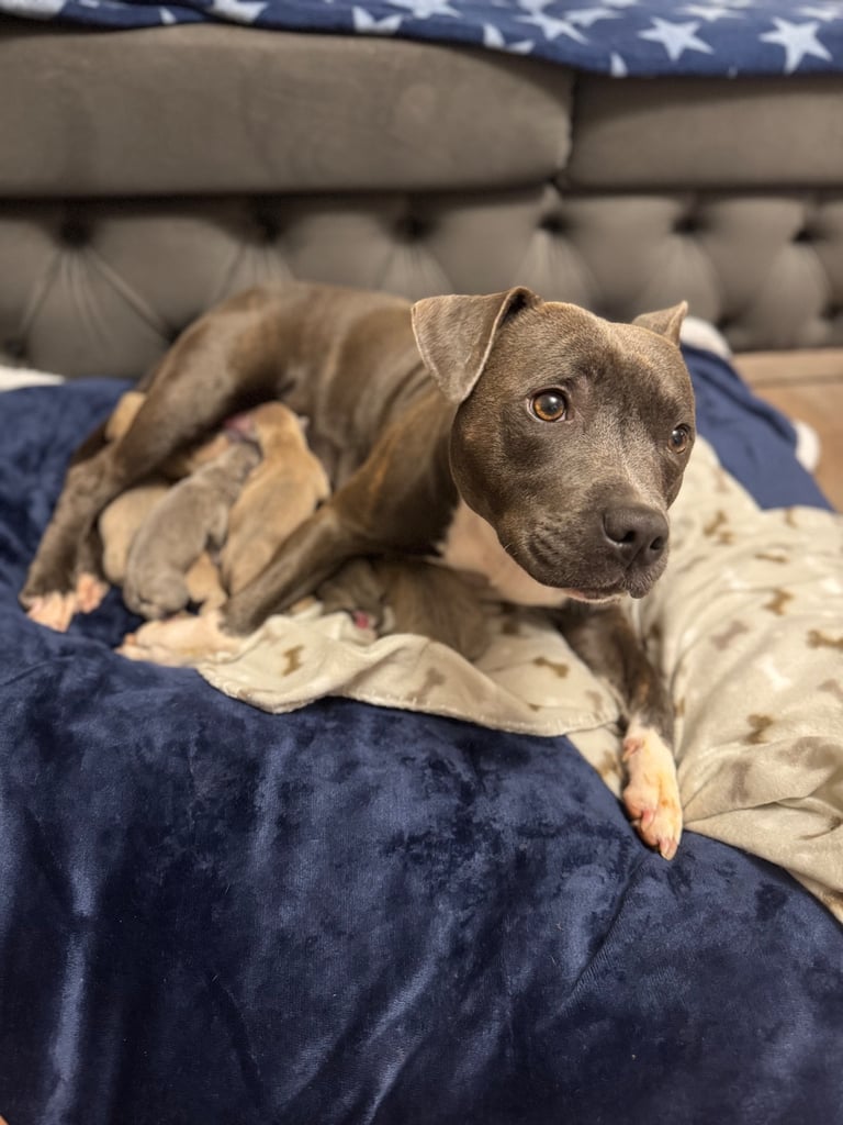 Staffordshire Bull Terrier Puppies