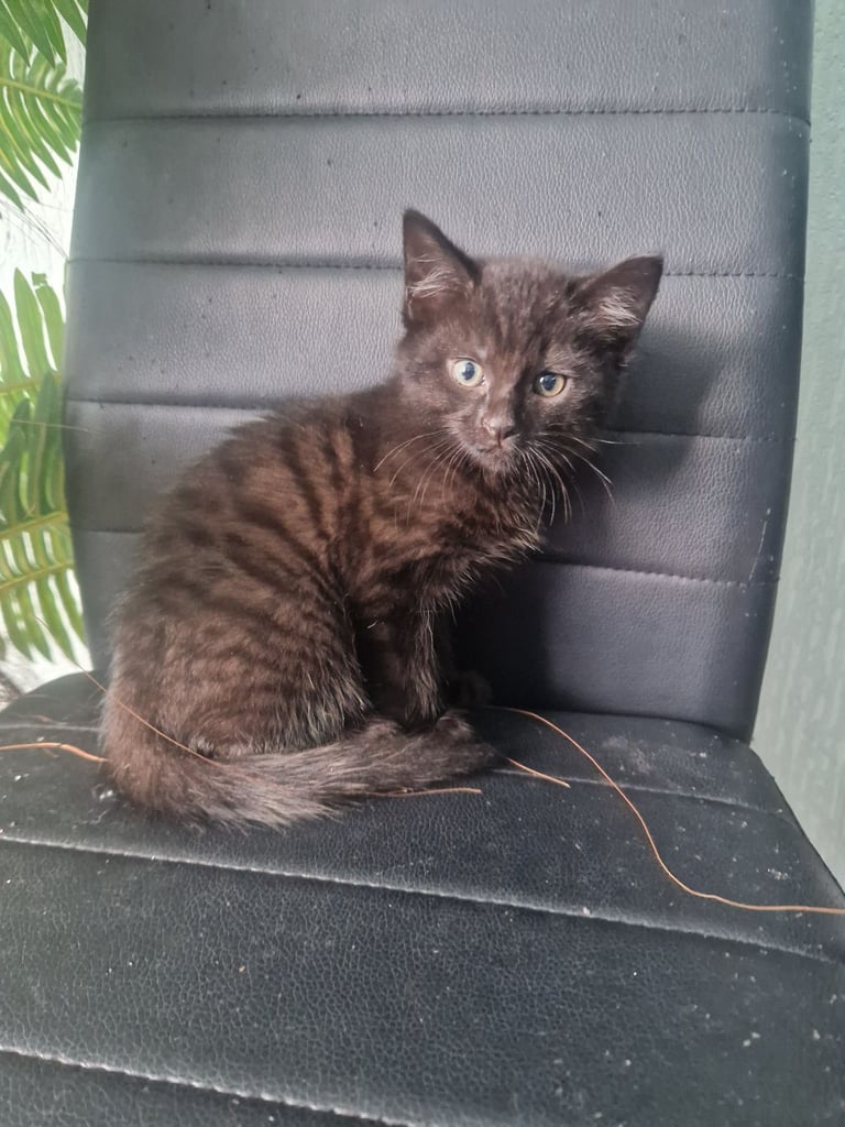 Kitten(female) 10 weeks