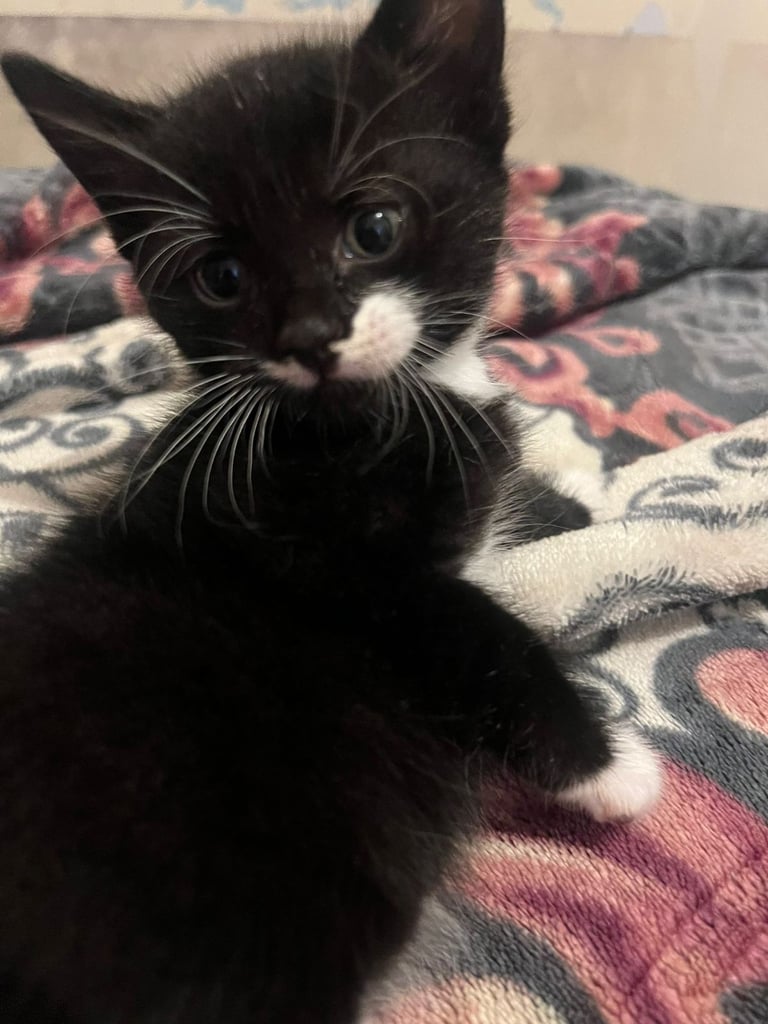 Kittens 