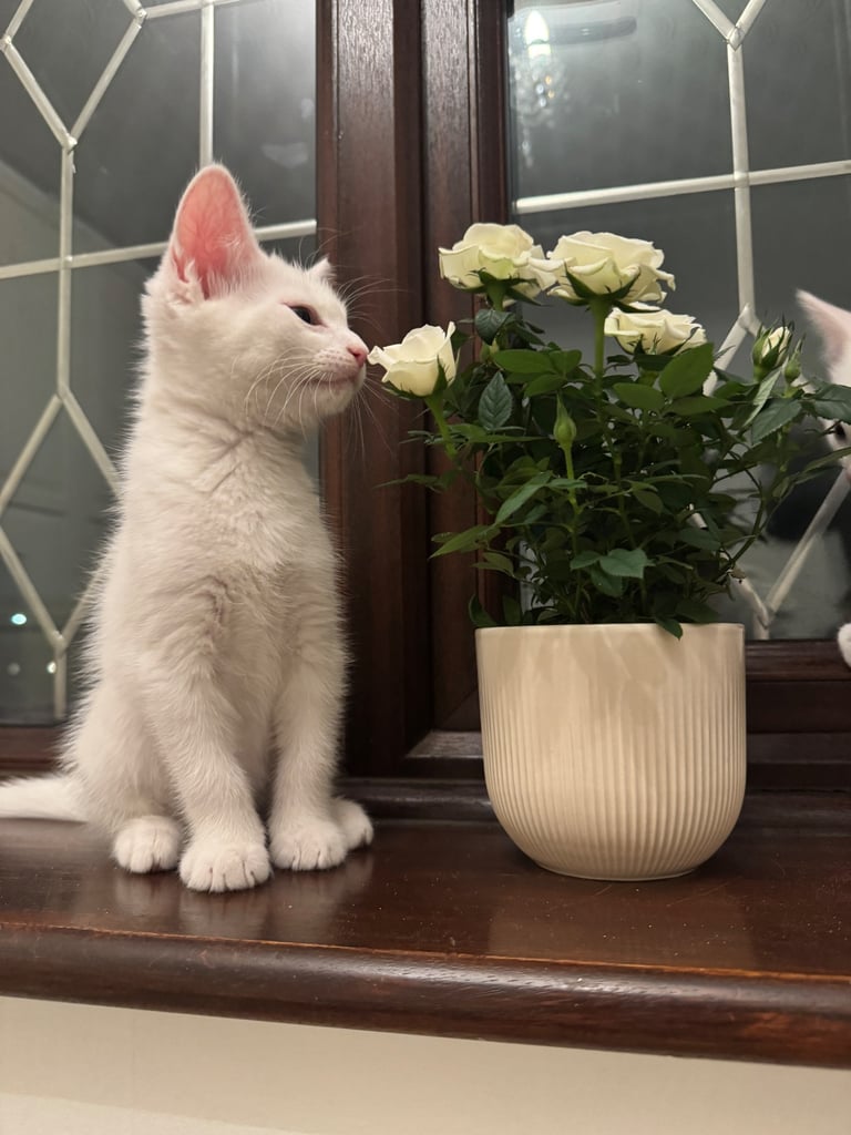 Adorable white kittens looking for their forever home