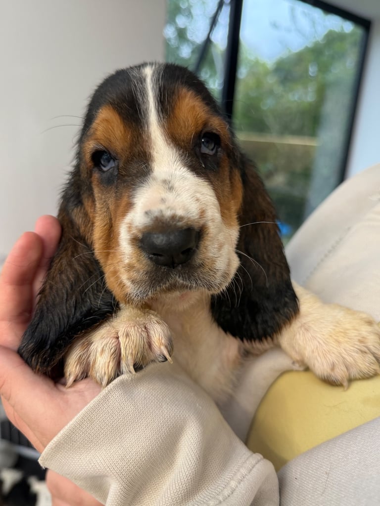 Chunky Bassett Hound Puppies 