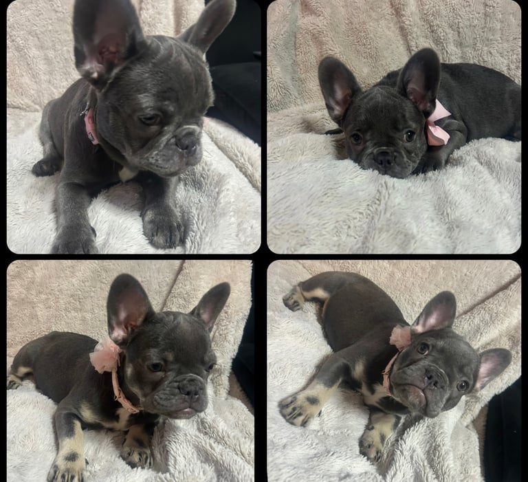 image for Female French bulldogs x2 