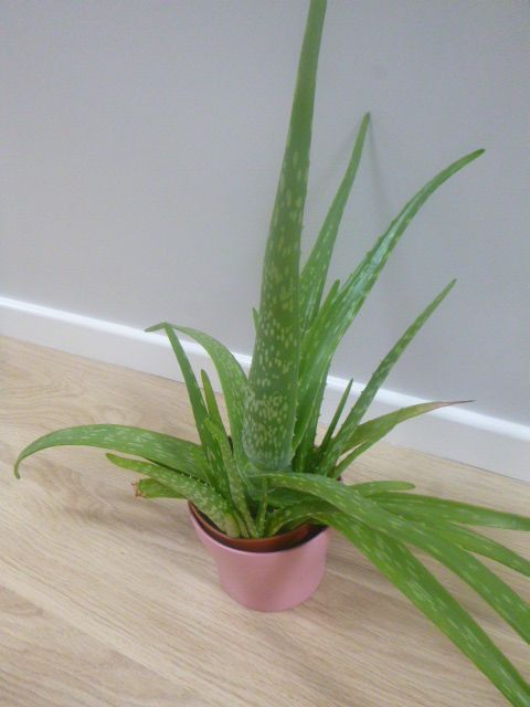 image for Large Mature Bushy ALOE VERA Plant 20ins. Tall, 25ins. Spread, Ex. Cond. REDUCED