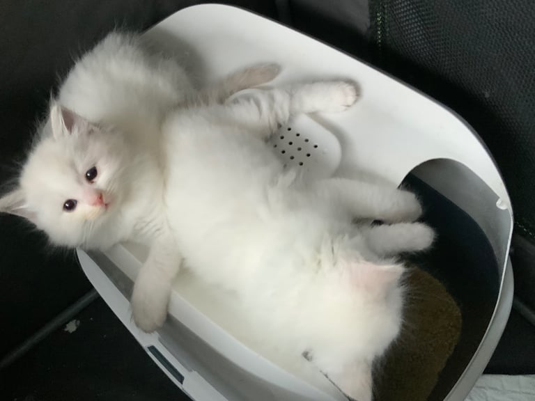 Gccf Ragdolls 🥇M&F 💙🩷 7wk 5 wk & 20wk kittens 