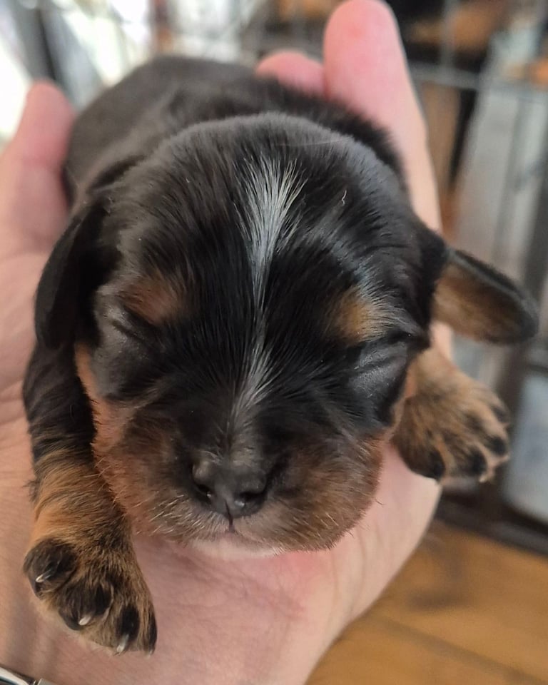 1 Cute Cavalier King Charles Puppy