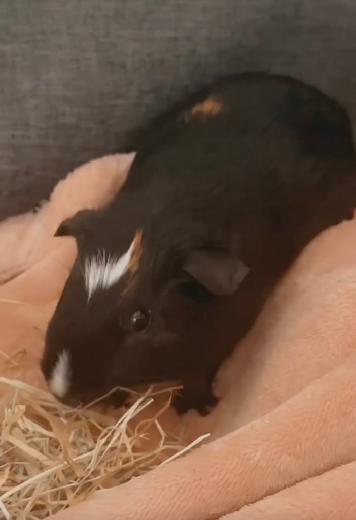 2 male guinea pigs (boars) with cage and accessories.