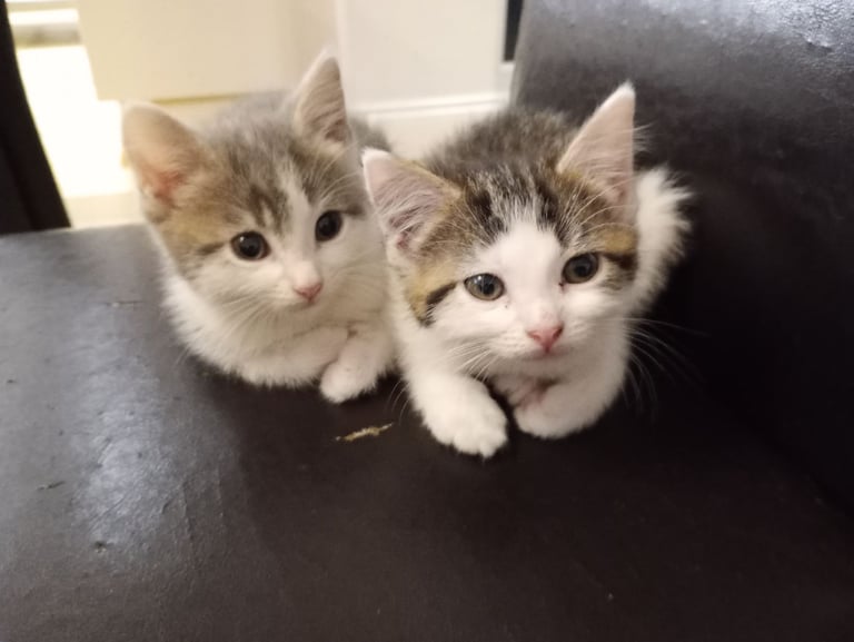 Three stunning kittens available this weekend 