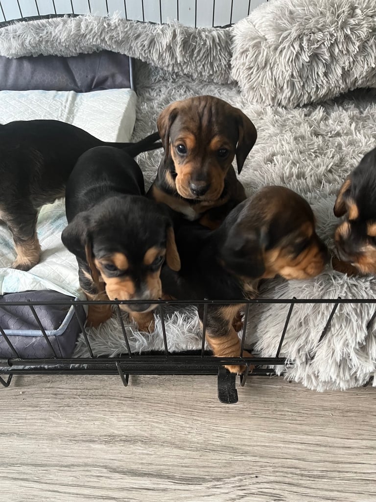 Doxle cross puppies 