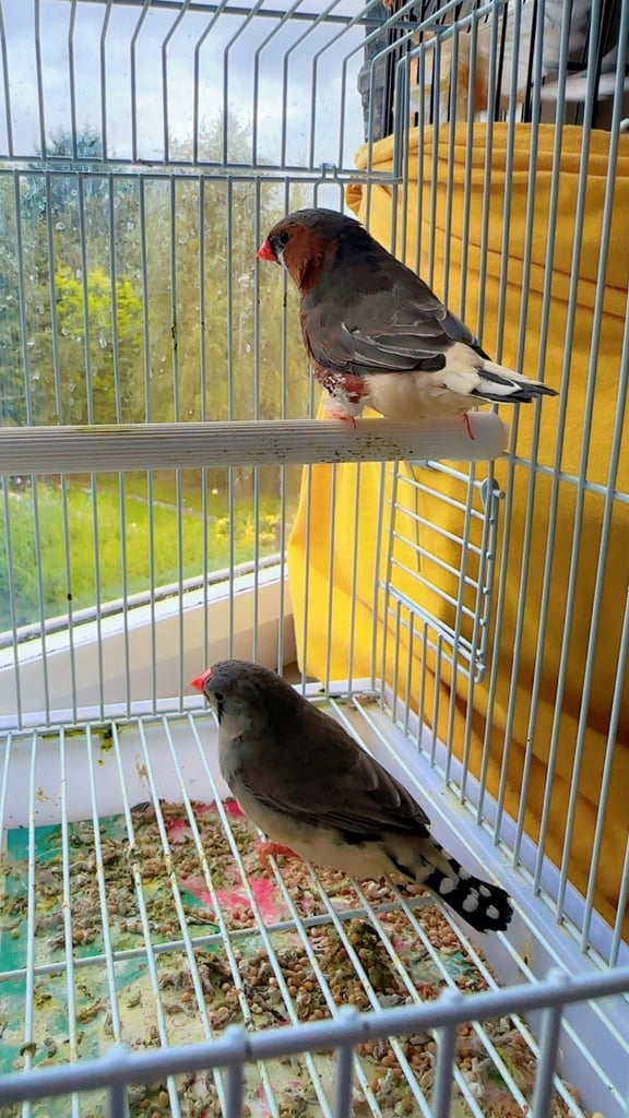 4 PAIRS OF GOOD SIZED ZFS RUNG ZEBRA FINCHES