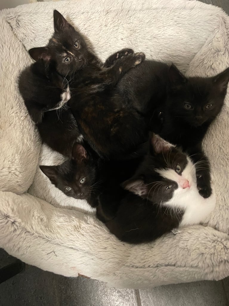 Five kittens looking for loving homes ready to leave now