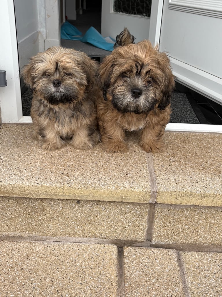 image for Two beautiful Zuchon pups for sale