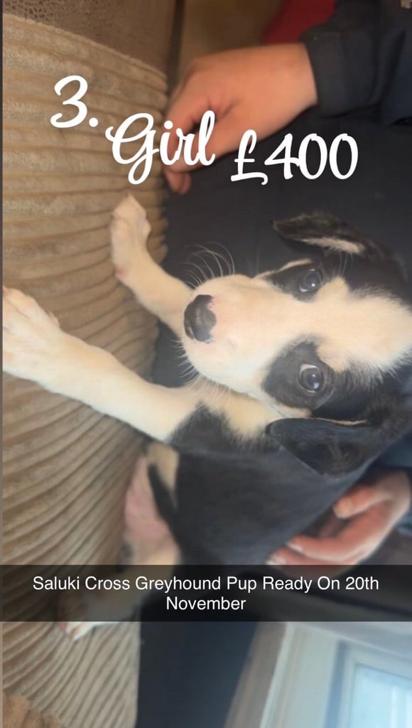 Lurcher pups 