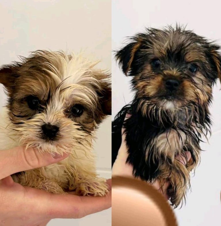 Coloured Yorkshire Terrier Puppies 
