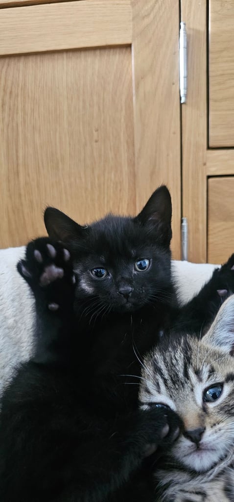 4 x black kittens 