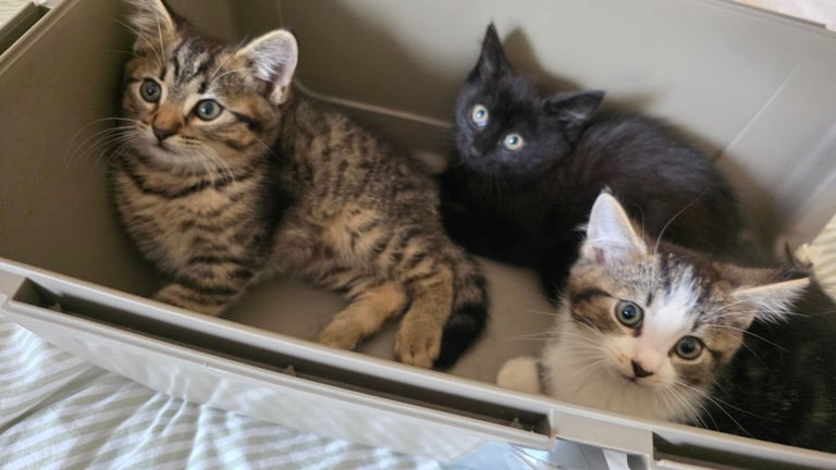 Adorable kittens 